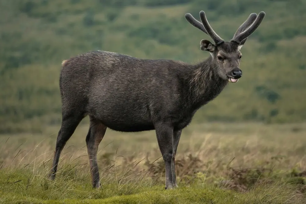 Horton Plains