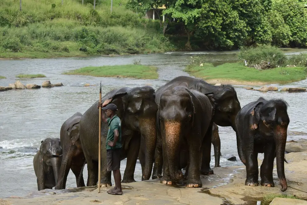 Pinnawala Elephant Orphanage