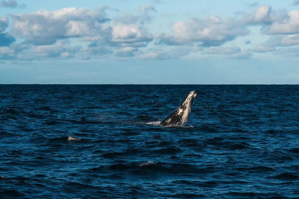 Whale & Dolphin Watching