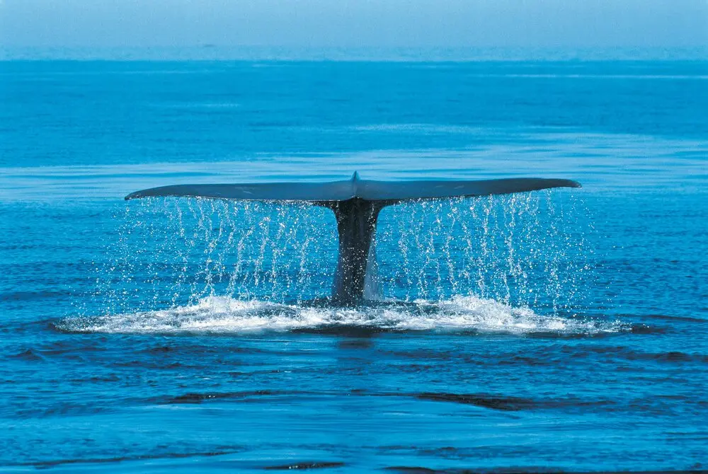 Mirissa Whale Watching