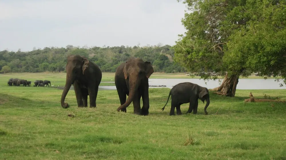 Minneriya National Park