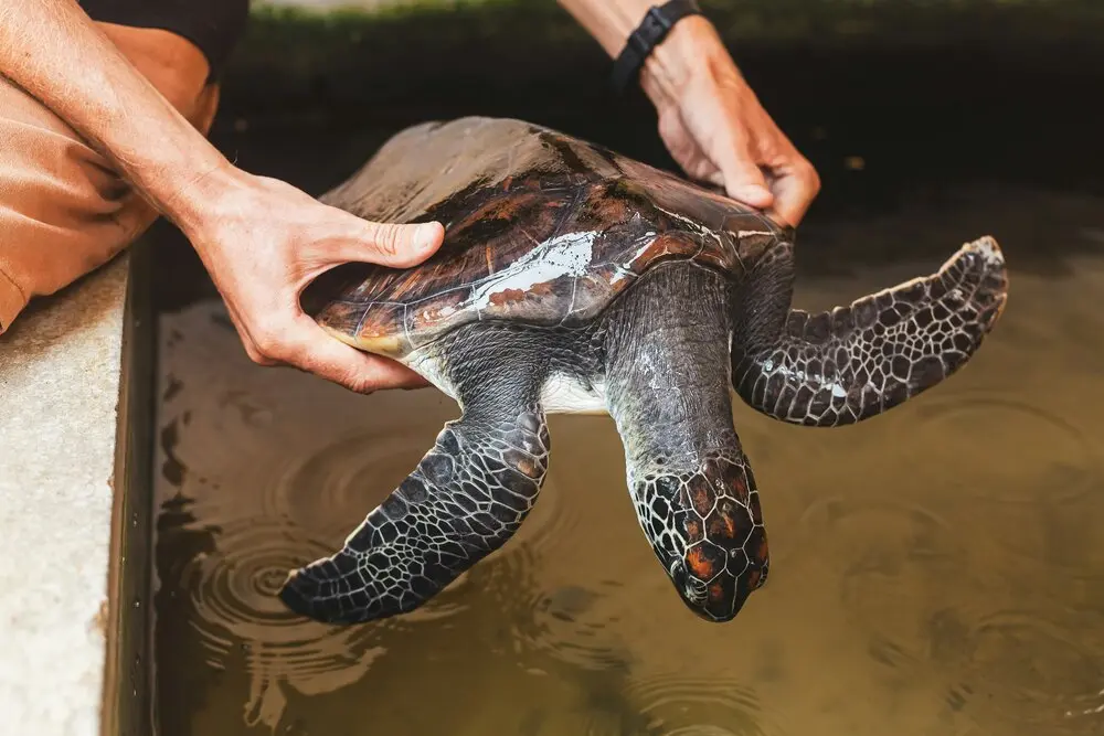 Bentota Turtle Conservation