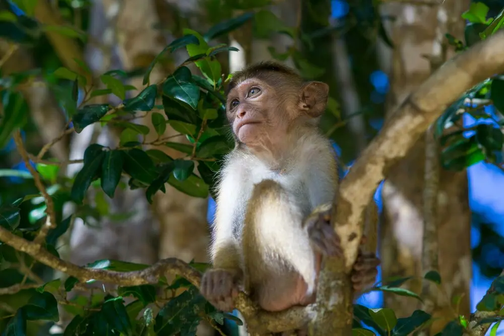 Wilpattu National Park