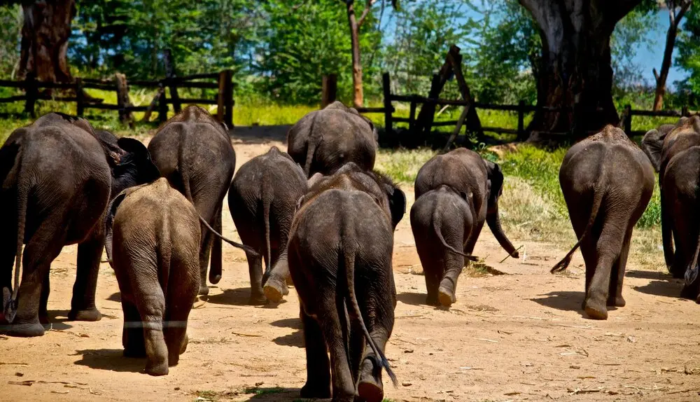 Udawalawe Elephant Transit Home
