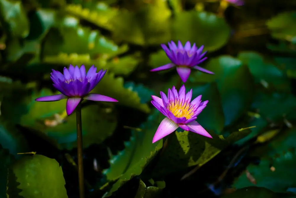Peradeniya Botanical Garden