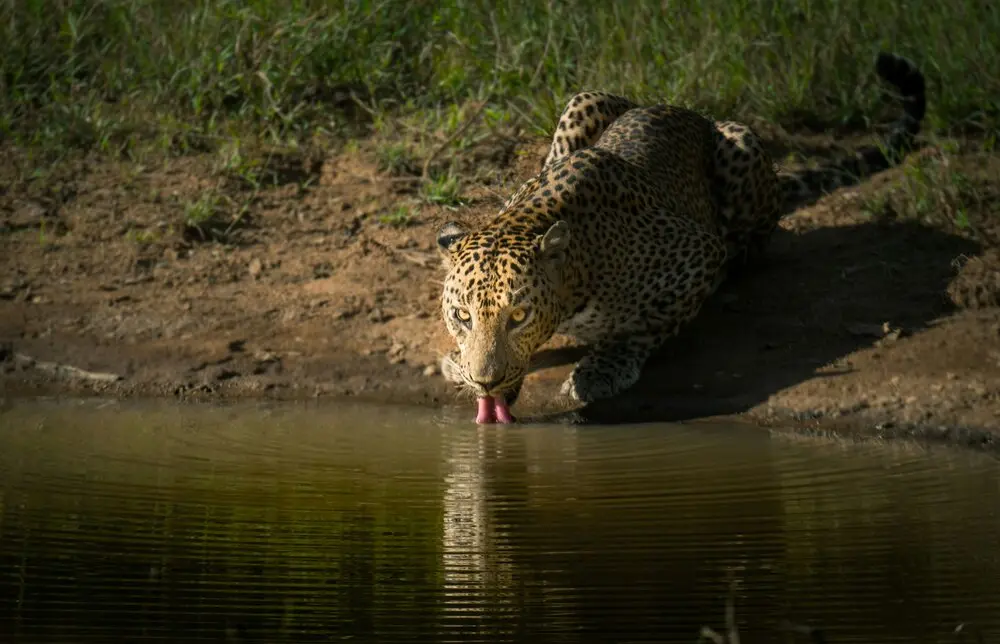 Yala Safari