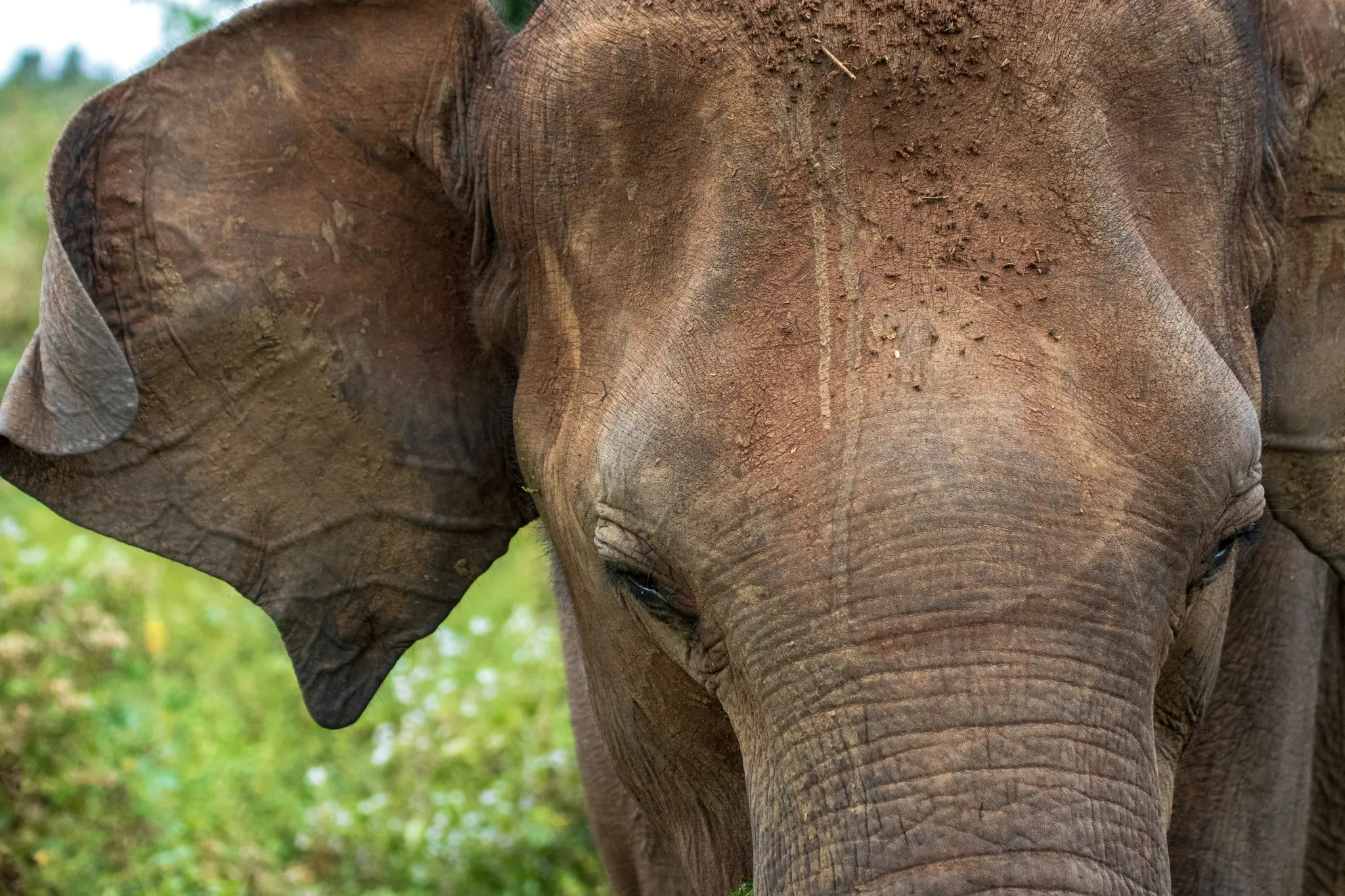 elephants of Sri Lanka