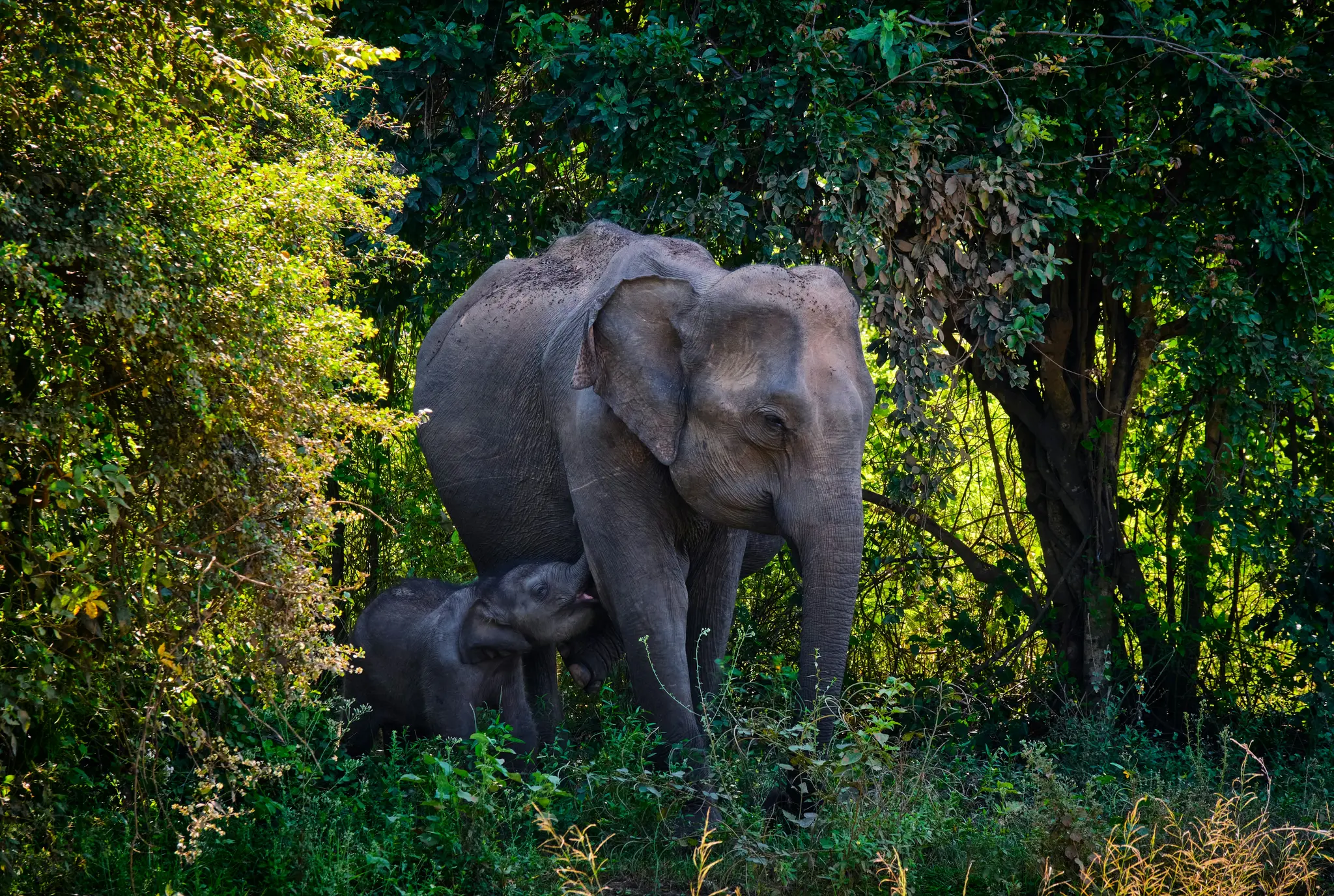 Elephants of Sri Lanka
