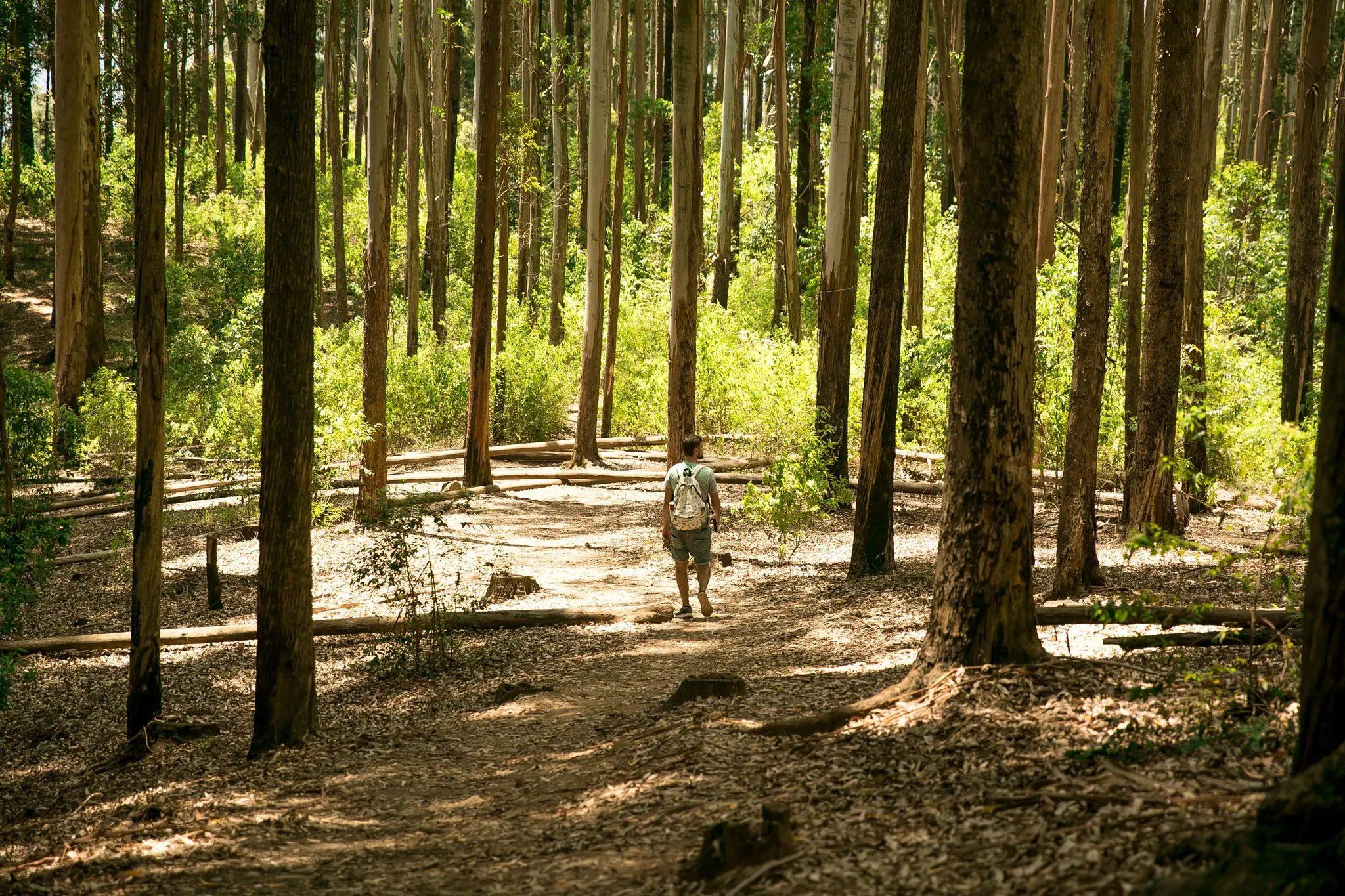 Hiking Trail in Sri Lanka.