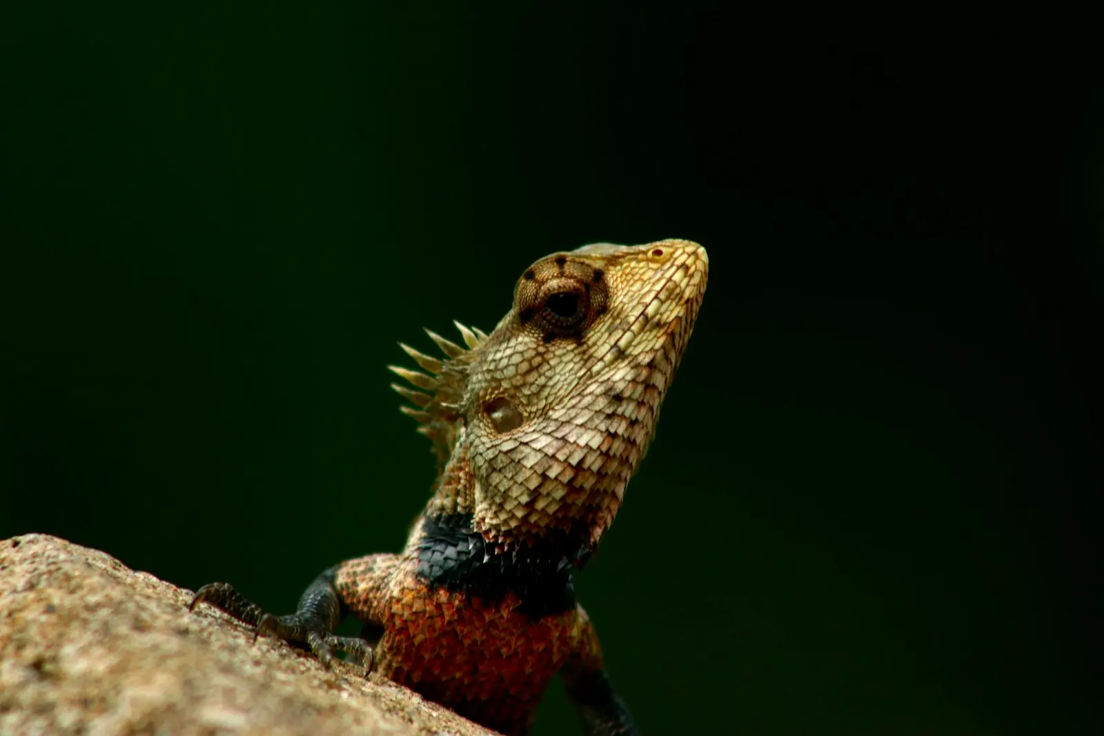 Lizard in Hambantota, Sri Lanka
