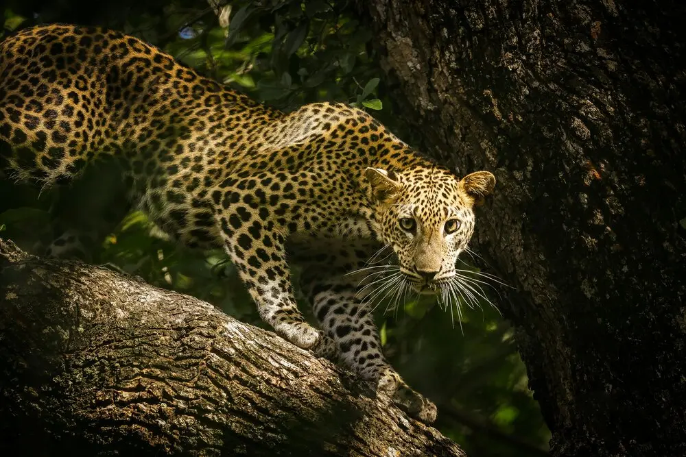 A Leopard in Sri Lanka.