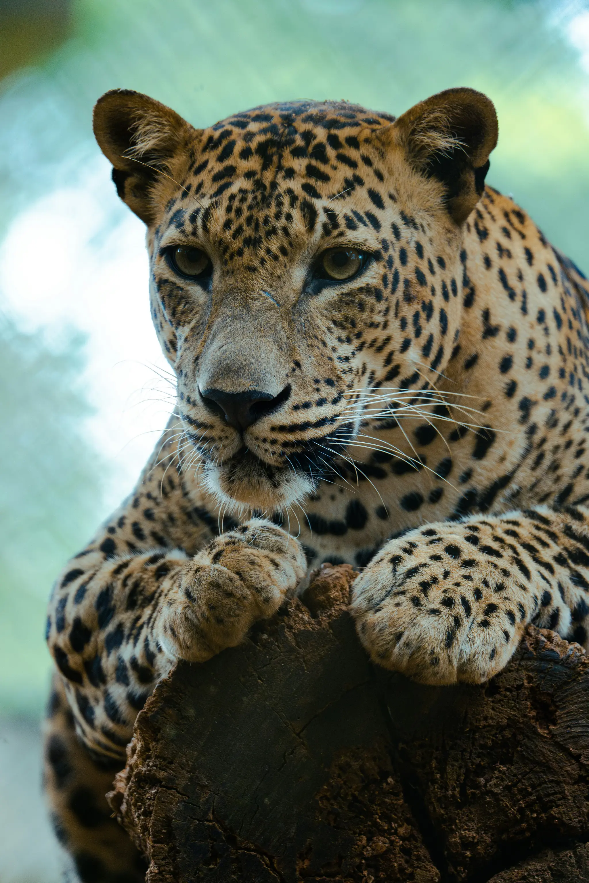 A Leopard in Sri Lanka.