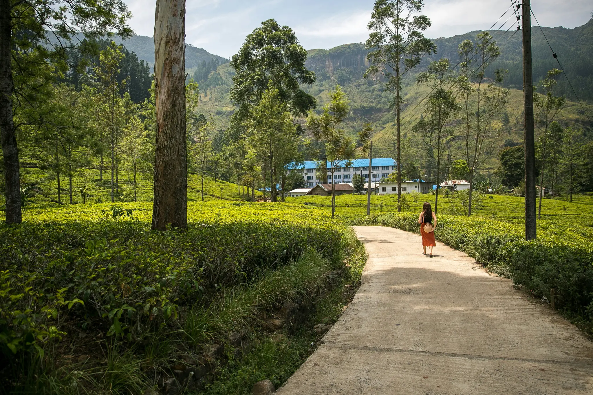 Blue Field Tea Factory, Nuwara Eliya, Sri Lanka