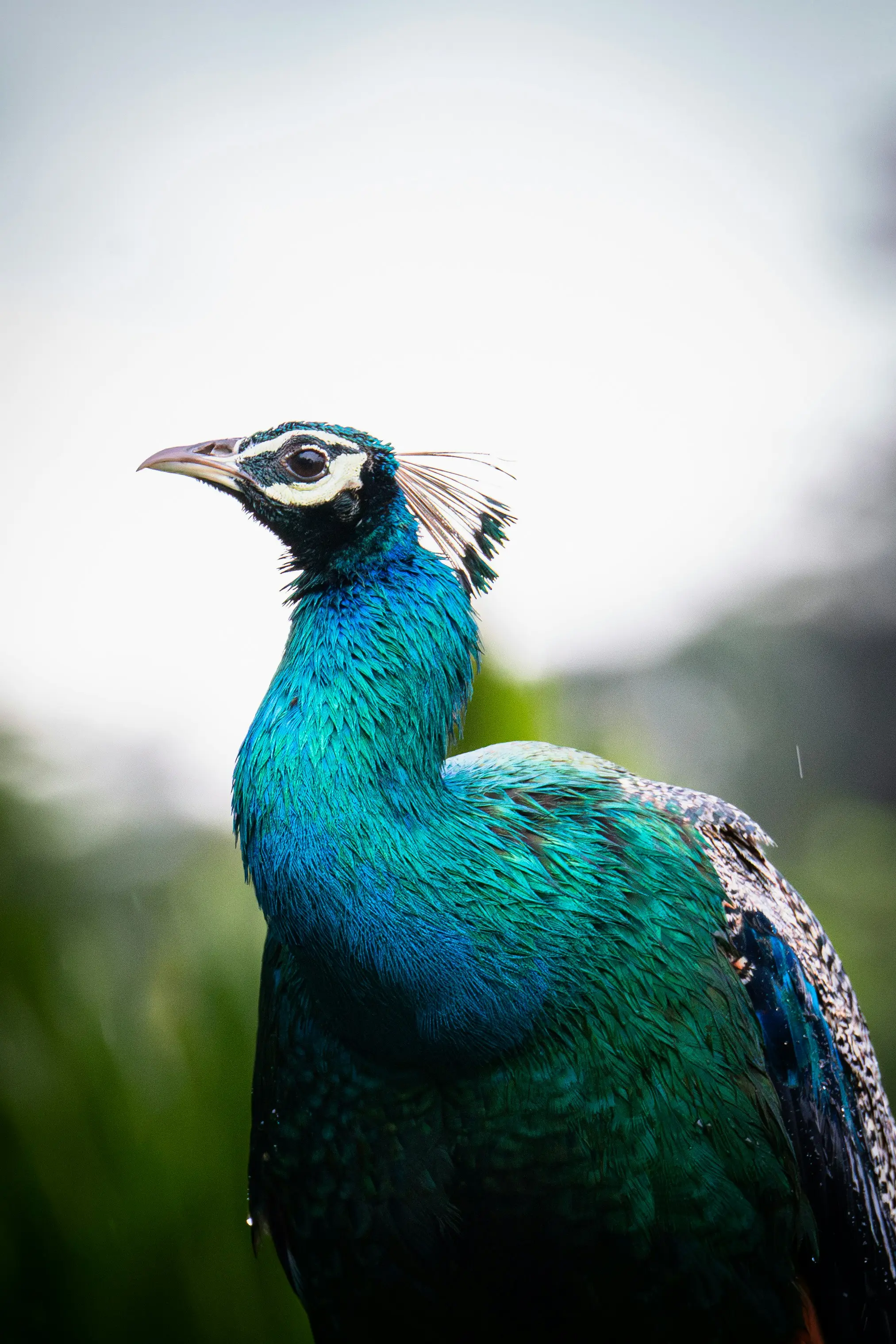 Vivid Wildlife Of Sri Lanka.