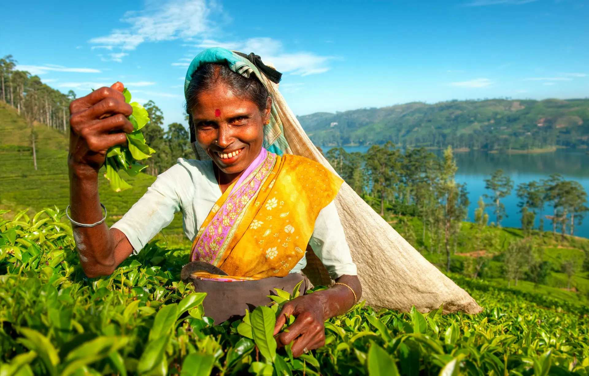 Tea pickers at a plantation in Sri Lanka