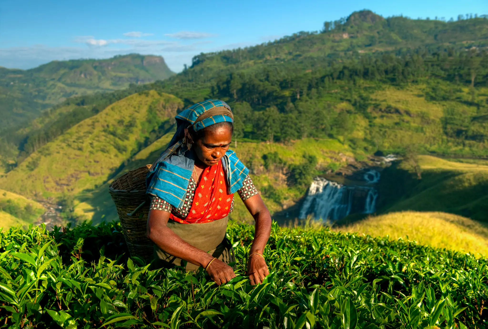 Tea Pickers in Sri Lanka.