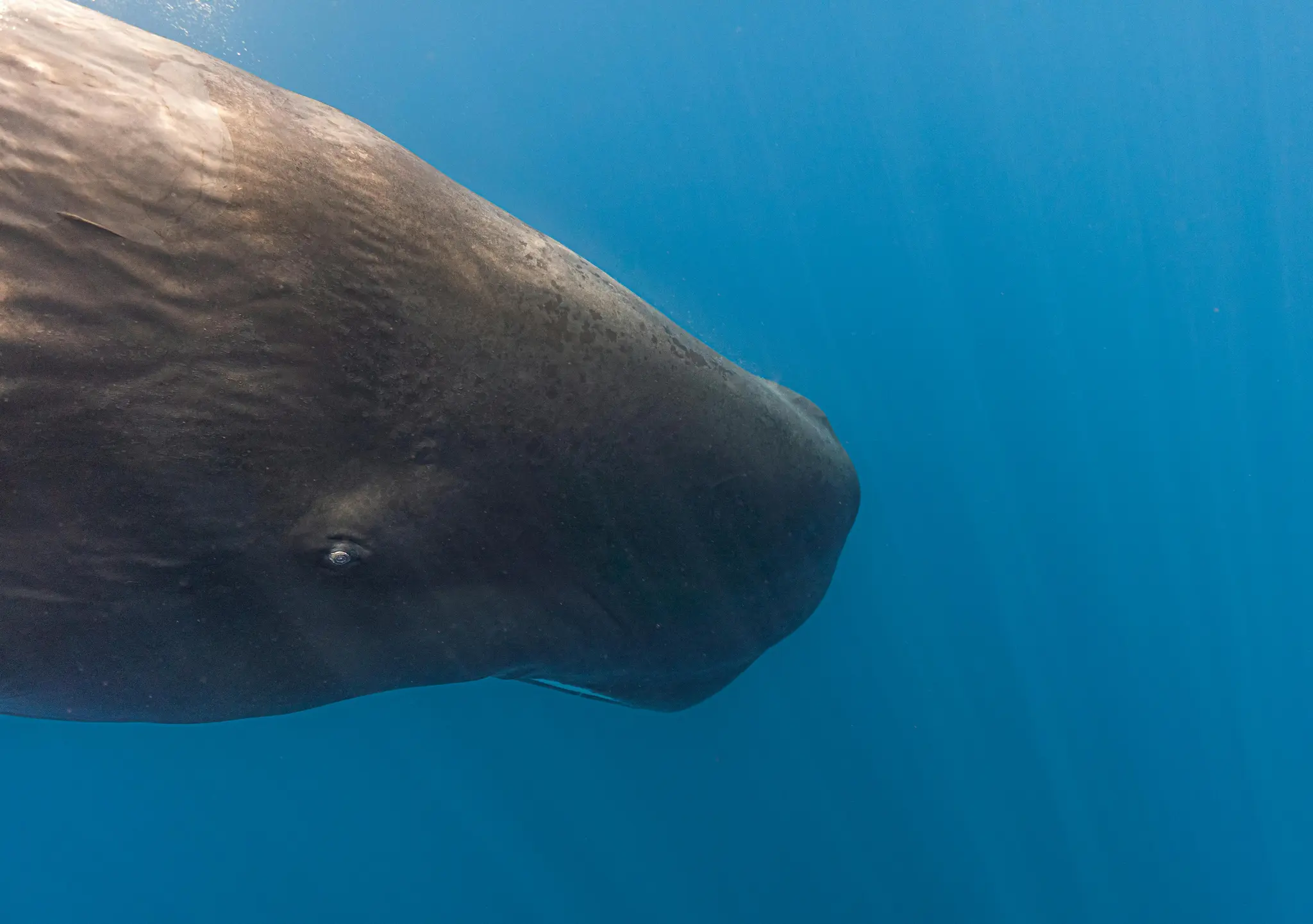 A Sperm Whale in Sri Lanka.