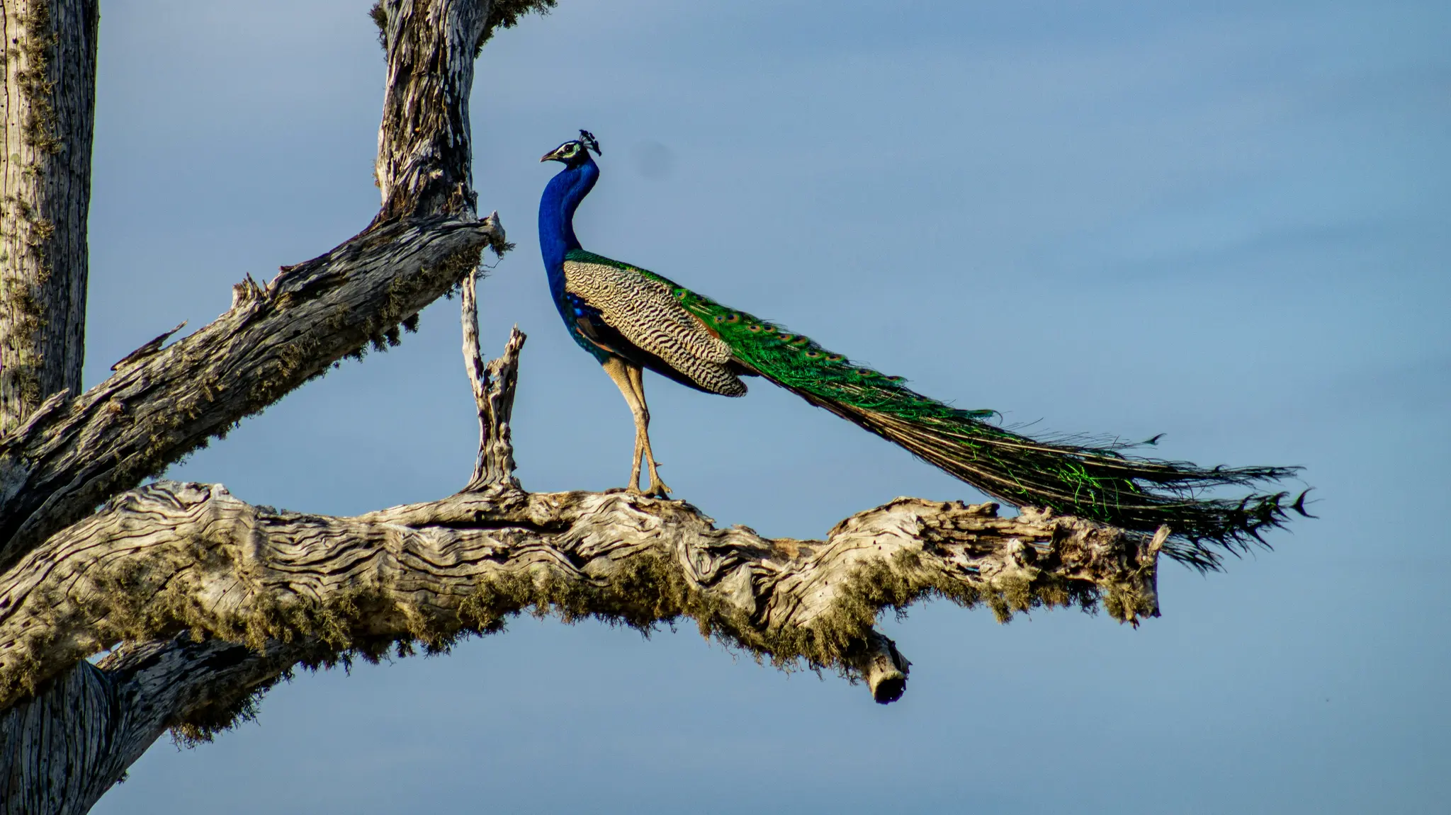 Wildlife & Nature