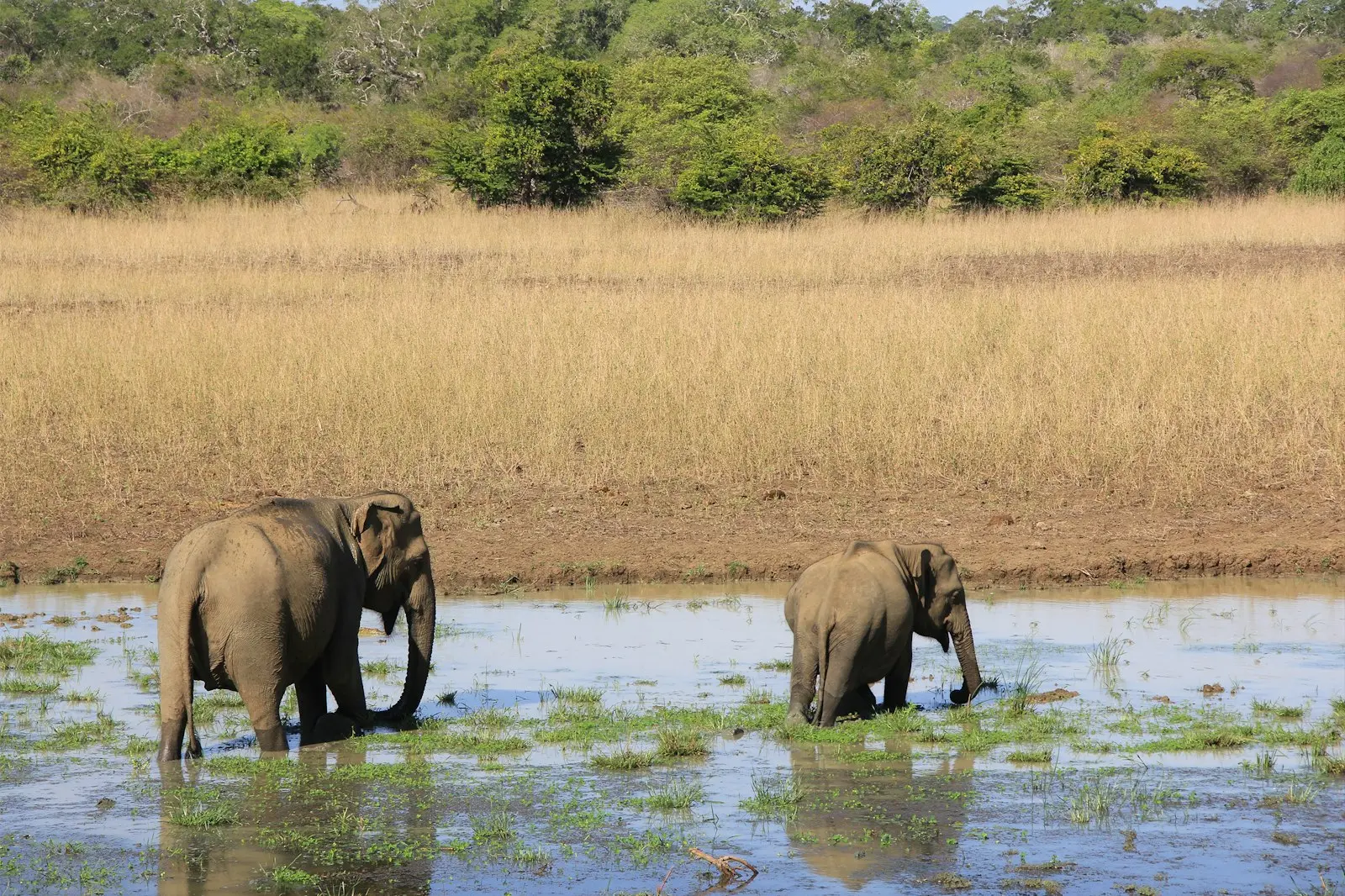 Elephants at Yala National Park, Sri Lanka