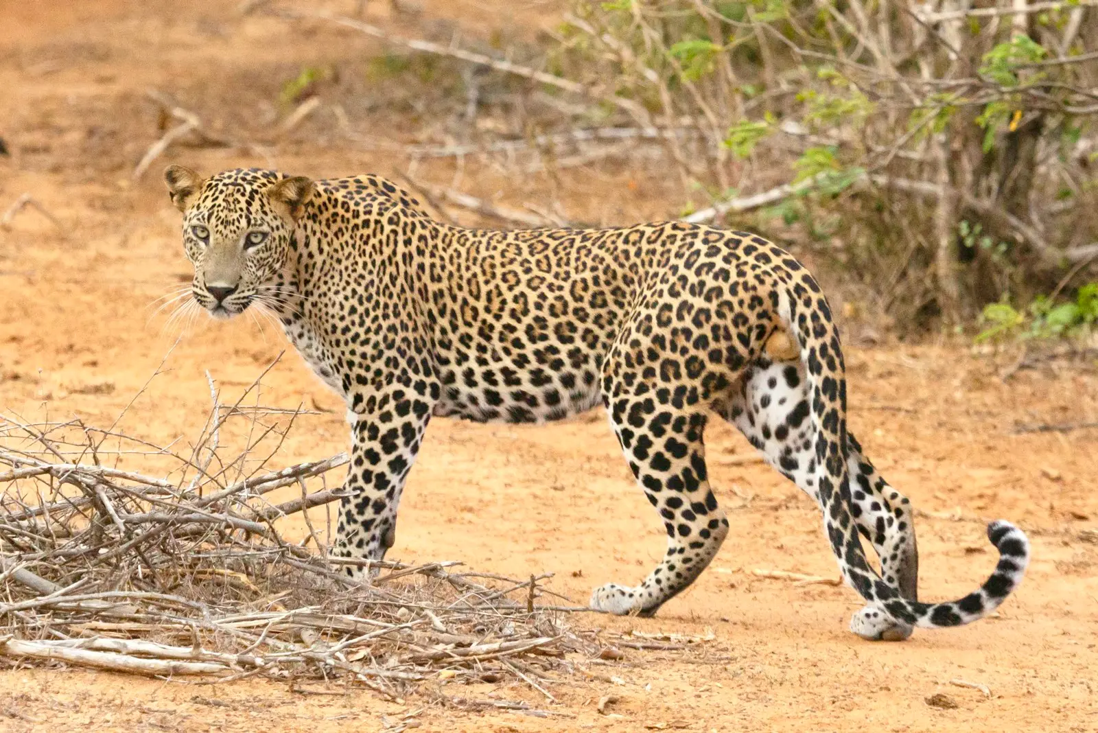 Leopard at Yala National Park, Sri Lanka